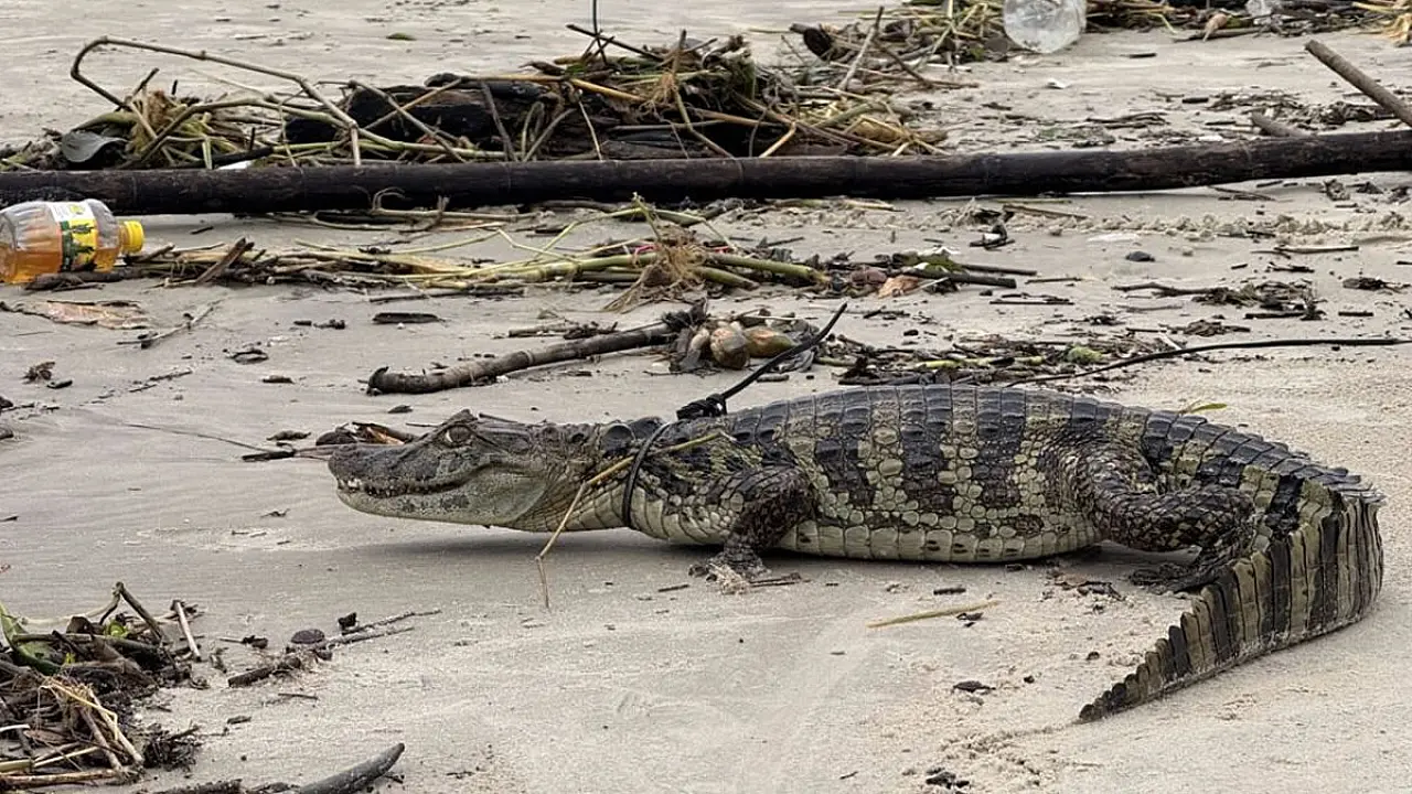 Jacarés são encontrados em praia e avenida da Baixada Santista