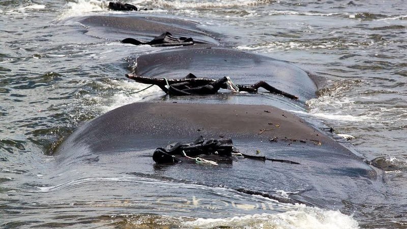 Conter o mar ou recuar? O futuro das cidades costeiras Geobags instalados no mar para reduzir a erosão costeira